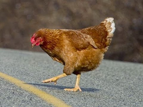 Guide to chicken road 2 spil